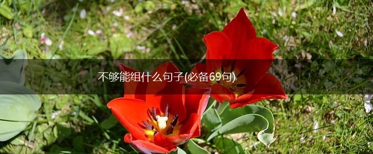 不够能组什么句子(必备69句),第1张