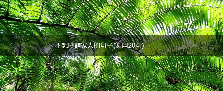 不想吵醒家人的句子(实用20句),第1张