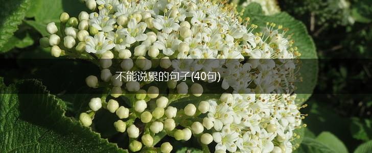 不能说累的句子(40句),第1张