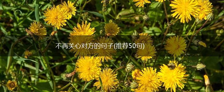 不再关心对方的句子(推荐50句),第1张
