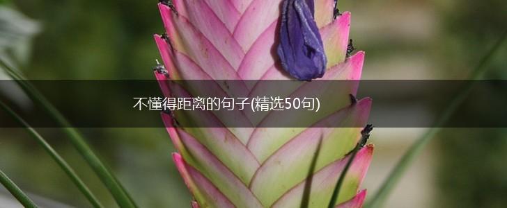 不懂得距离的句子(精选50句),第1张