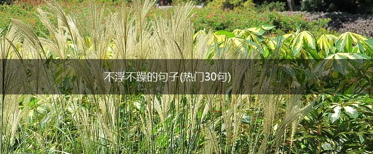 不浮不躁的句子(热门30句),第1张