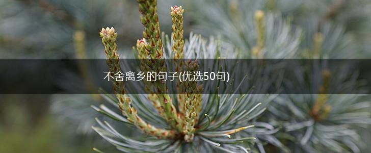 不舍离乡的句子(优选50句),第1张