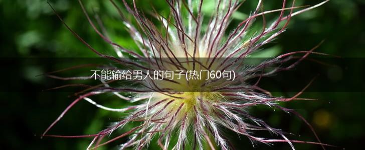 不能输给男人的句子(热门60句),第1张