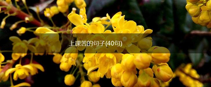 上课苦的句子(40句),第1张