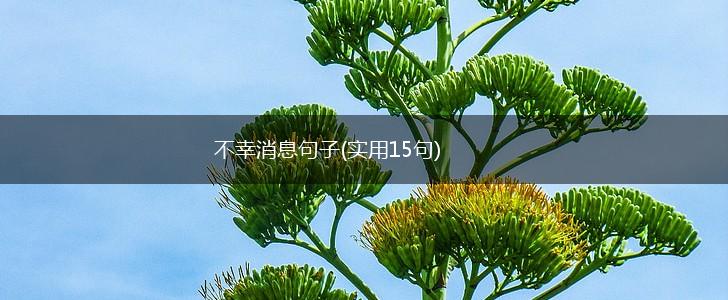 不幸消息句子(实用15句),第1张