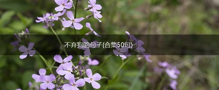 不弃狗的句子(合集50句),第1张