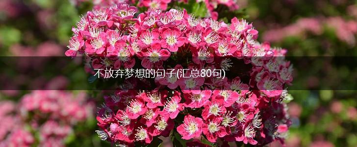 不放弃梦想的句子(汇总80句),第1张