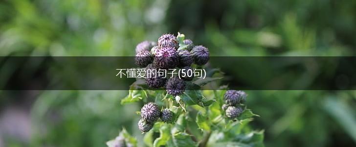 不懂爱的句子(50句),第1张