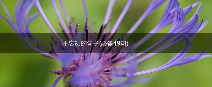 不忘初的句子(必备49句),第1张