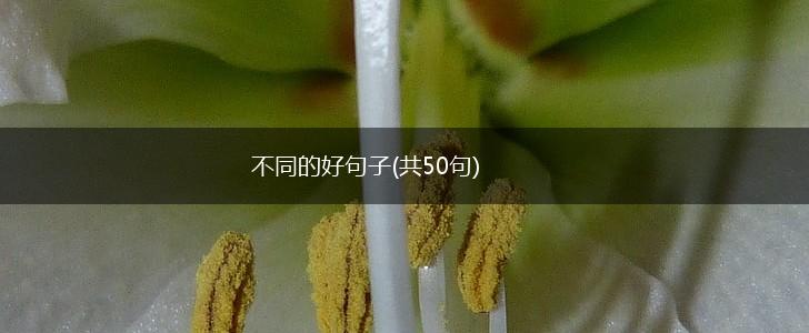 不同的好句子(共50句),第1张