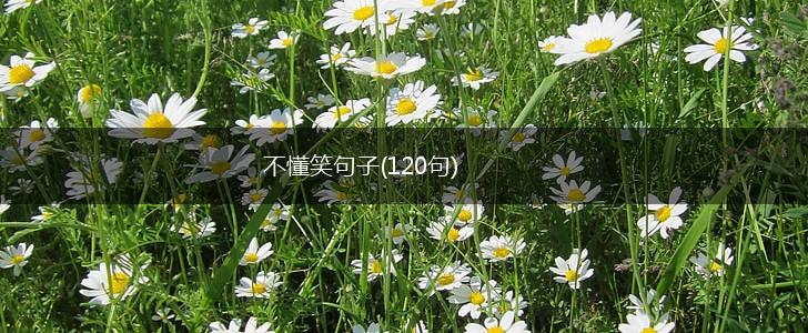 不懂笑句子(120句),第1张