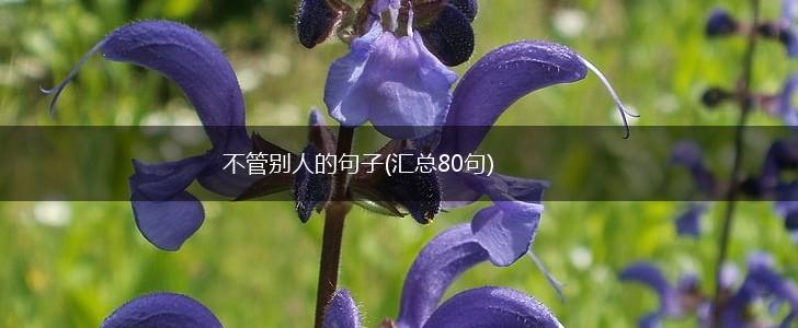 不管别人的句子(汇总80句),第1张
