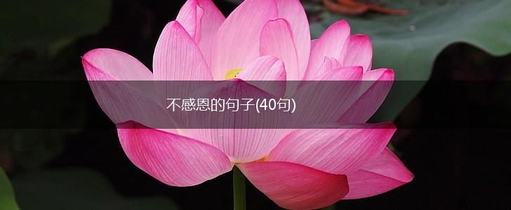 不感恩的句子(40句),第1张