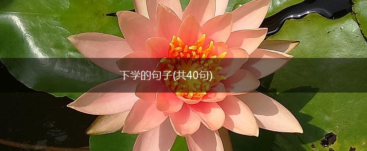 下学的句子(共40句),第1张