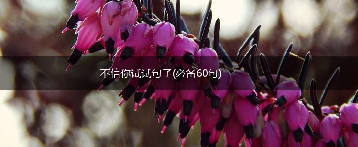 不信你试试句子(必备60句),第1张