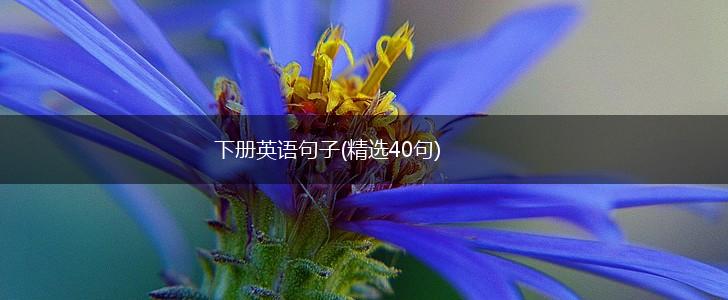 下册英语句子(精选40句),第1张