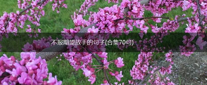 不报期望放手的句子(合集70句),第1张