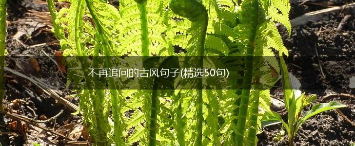 不再追问的古风句子(精选50句),第1张
