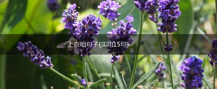 上京组句子(实用15句),第1张