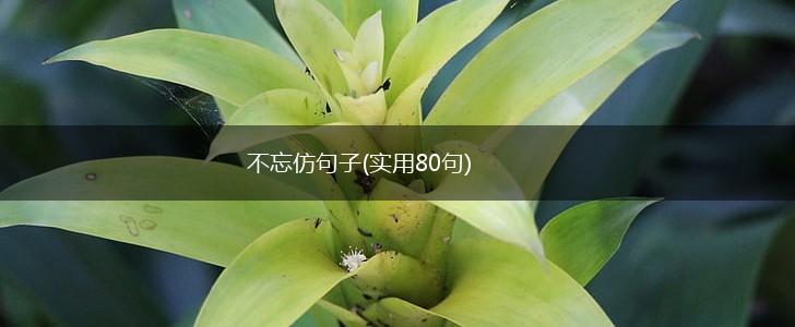 不忘仿句子(实用80句),第1张