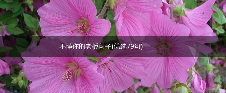 不懂你的老板句子(优选79句),第1张