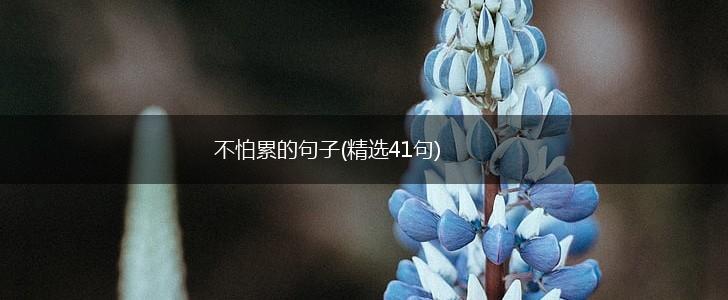 不怕累的句子(精选41句),第1张