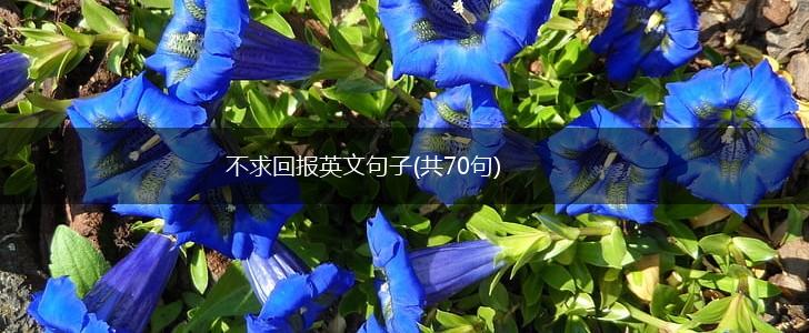 不求回报英文句子(共70句),第1张