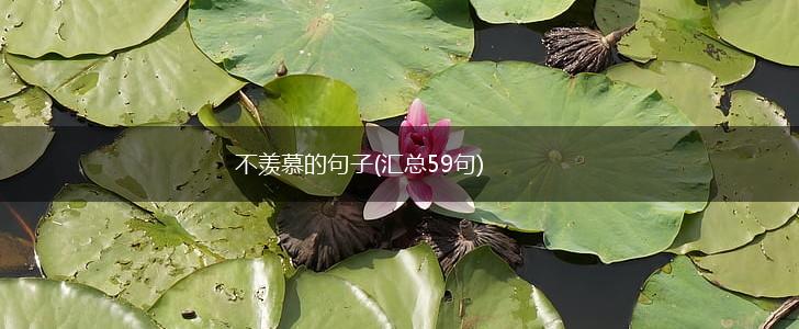 不羡慕的句子(汇总59句),第1张