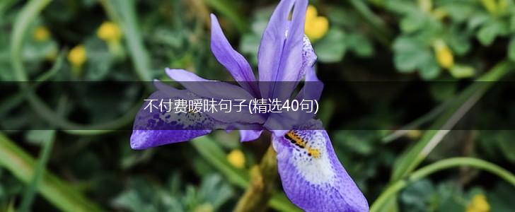 不付费暧昧句子(精选40句),第1张