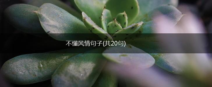 不懂风情句子(共20句),第1张