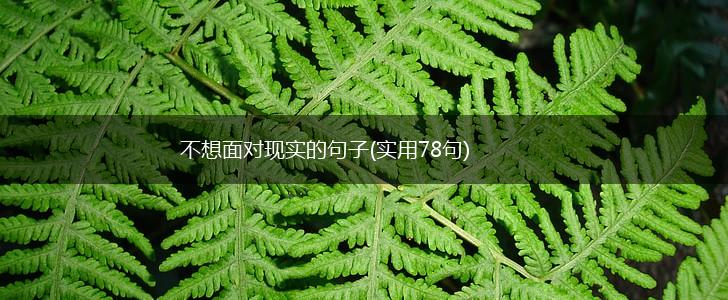 不想面对现实的句子(实用78句),第1张