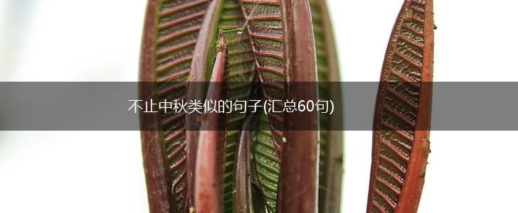 不止中秋类似的句子(汇总60句),第1张