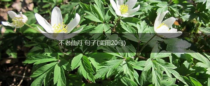 不老仙丹 句子(实用20句),第1张