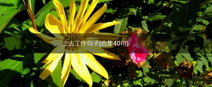 上去工作句子(合集40句),第1张
