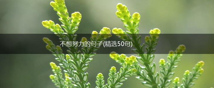 不想努力的句子(精选50句),第1张