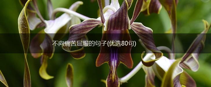 不向痛苦屈服的句子(优选80句),第1张