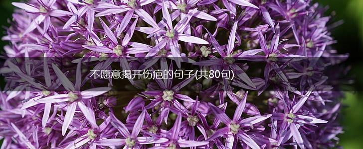 不愿意揭开伤疤的句子(共80句),第1张