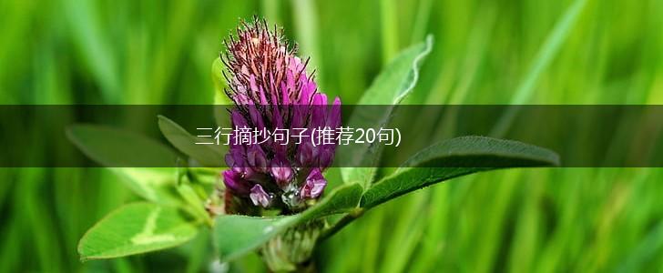 三行摘抄句子(推荐20句),第1张