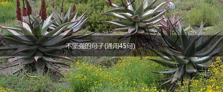不坚强的句子(通用45句),第1张