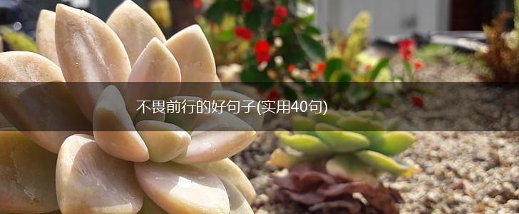 不畏前行的好句子(实用40句),第1张