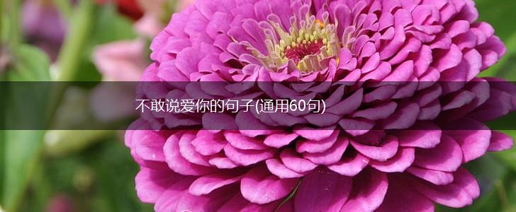 不敢说爱你的句子(通用60句),第1张