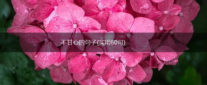 不甘心的句子(实用60句),第1张