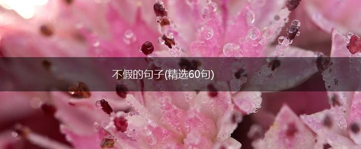 不假的句子(精选60句),第1张