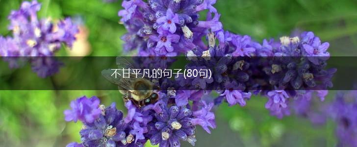 不甘平凡的句子(80句),第1张