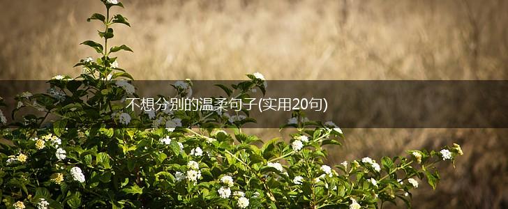 不想分别的温柔句子(实用20句),第1张