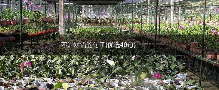不知对错的句子(优选40句),第1张