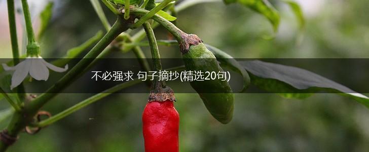 不必强求 句子摘抄(精选20句),第1张