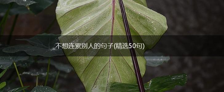不想连累别人的句子(精选50句),第1张