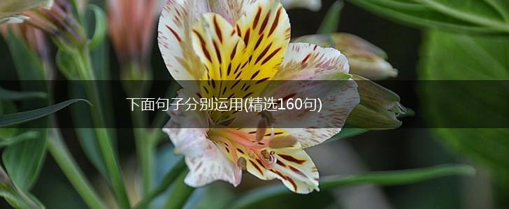 下面句子分别运用(精选160句),第1张